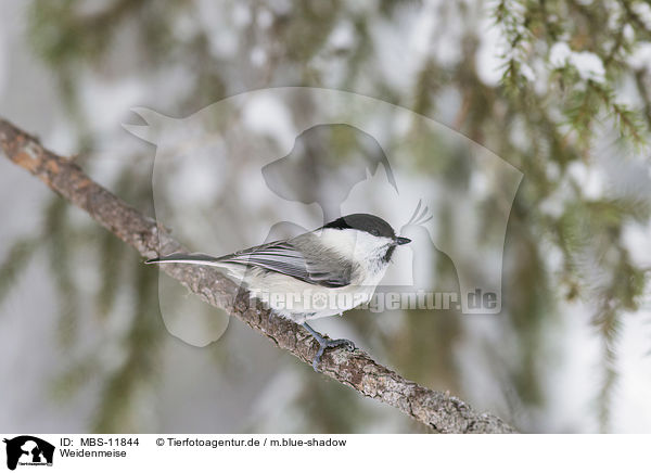 Weidenmeise / willow tit / MBS-11844