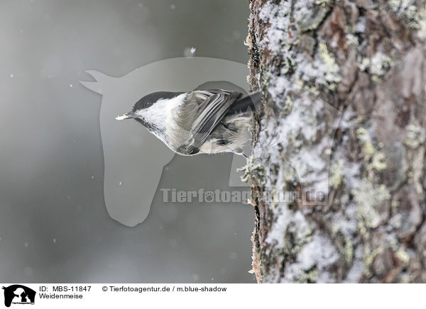 Weidenmeise / willow tit / MBS-11847