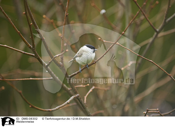 Weidenmeise / Willow tit / DMS-08302