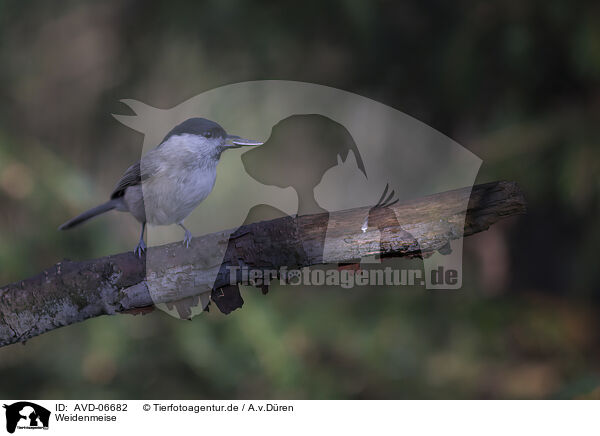 Weidenmeise / willow tit / AVD-06682