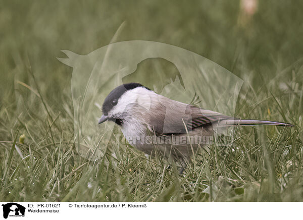 Weidenmeise / willow tit / PK-01621