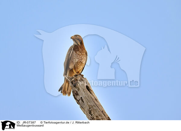 Weiaugenbussard / white-eyed buzzard / JR-07387