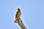 Weiaugenbussard