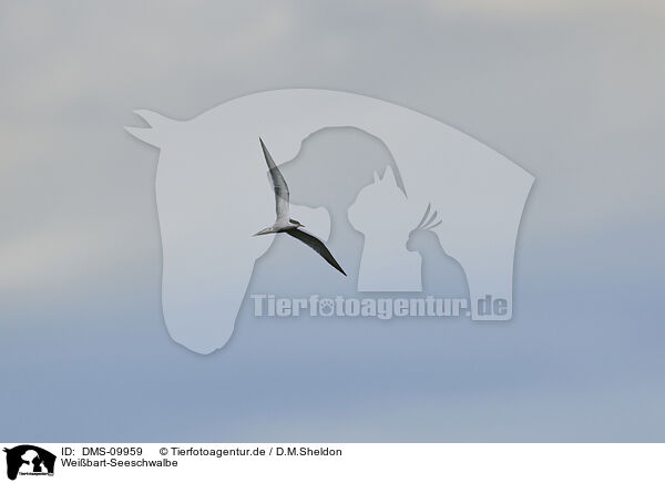 Weibart-Seeschwalbe / whiskered tern / DMS-09959