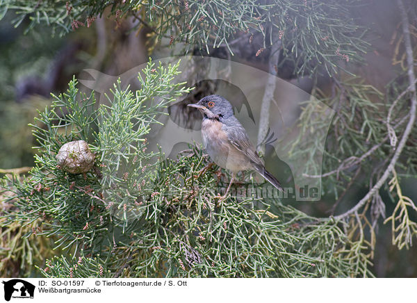 Weibartgrasmcke / subalpine warbler / SO-01597