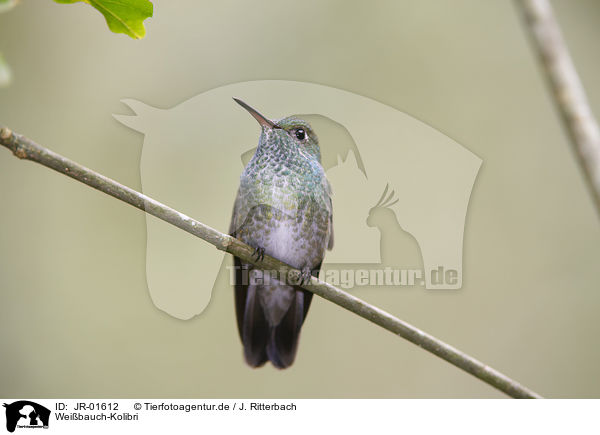 Weibauch-Kolibri / white-bellied hummingbird / JR-01612