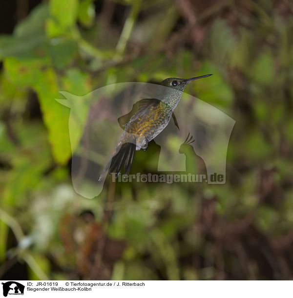 fliegender Weibauch-Kolibri / JR-01619