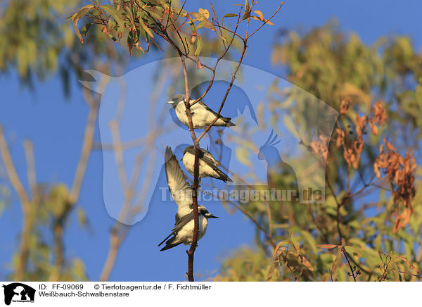 Wei�bauch-Schwalbenstare / white-breasted woodswallows / FF-09069