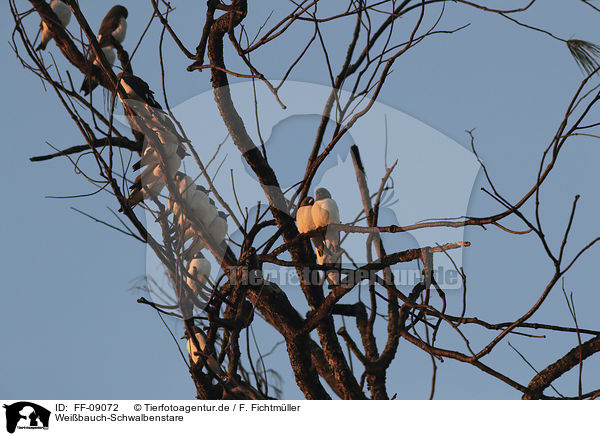 Weibauch-Schwalbenstare / white-breasted woodswallows / FF-09072