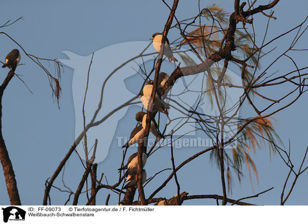 Wei�bauch-Schwalbenstare / white-breasted woodswallows / FF-09073