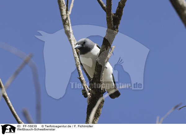 Wei�bauch-Schwalbenstar / white-breasted woodswallow / FF-16839