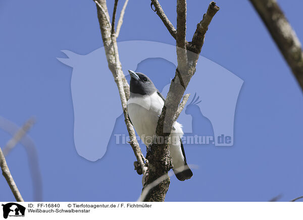 Wei�bauch-Schwalbenstar / white-breasted woodswallow / FF-16840