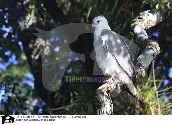 sitzender Wei�bauchseeadler / sitting white-bellied Sea-Eagle / FF-09664