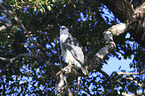 sitzender Weibauchseeadler