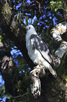 sitzender Weibauchseeadler