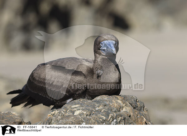 Wei�baucht�lpel / brown booby / FF-16841