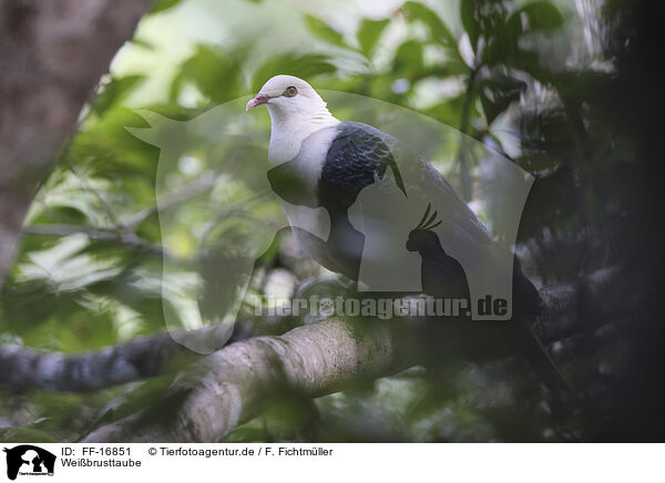 Wei�brusttaube / white-headed pigeon / FF-16851
