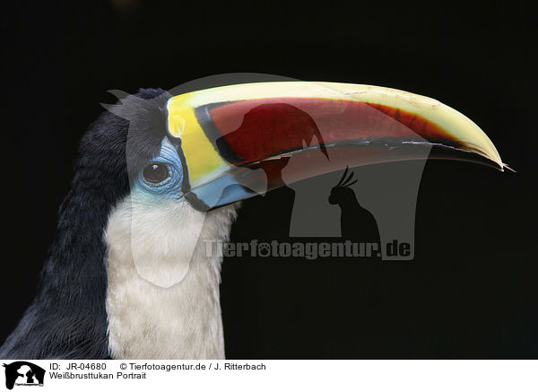 Weibrusttukan Portrait / Red-billed Toucan portrait / JR-04680