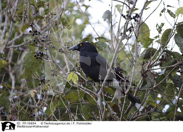 Wei�b�rzel-Kr�henstar / pied currawong / FF-16854