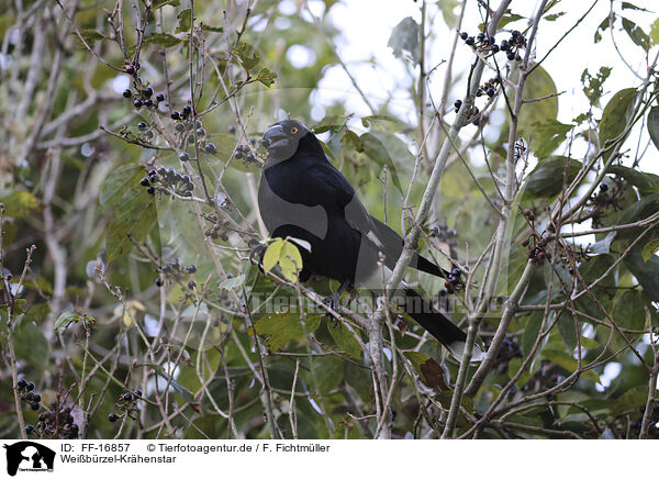 Wei�b�rzel-Kr�henstar / pied currawong / FF-16857