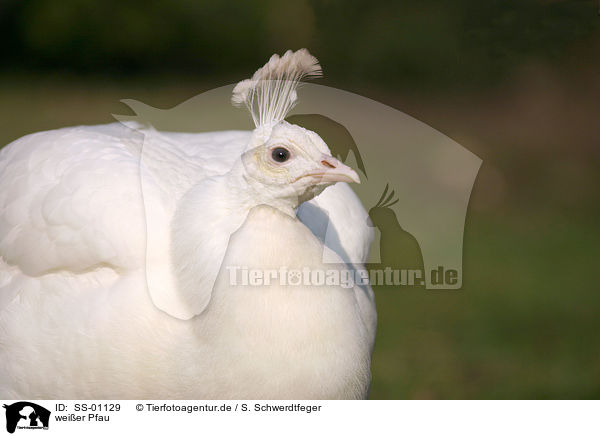 weier Pfau / white peafowl / SS-01129