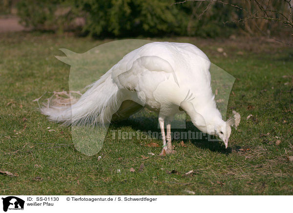 weier Pfau / white peafowl / SS-01130