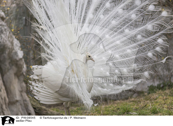 weier Pfau / PW-08545