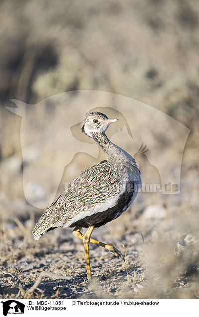 Weiflgeltrappe / northern black korhaan / MBS-11851