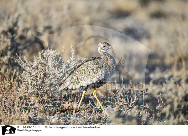 Weiflgeltrappe / northern black korhaan / MBS-11853