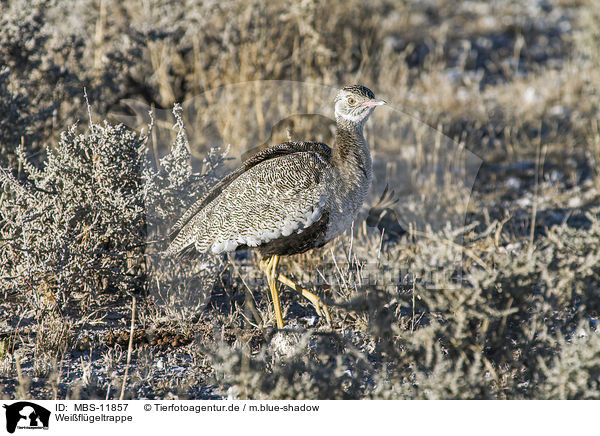 Weiflgeltrappe / northern black korhaan / MBS-11857