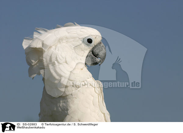 Weihaubenkakadu / cockatoo / SS-02883