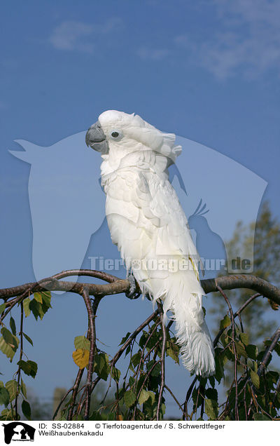 Weihaubenkakadu / cockatoo / SS-02884