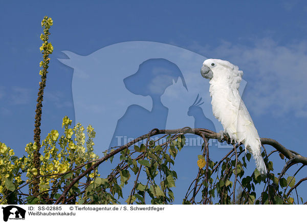 Weihaubenkakadu / cockatoo / SS-02885