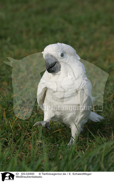 Weihaubenkakadu / cockatoo / SS-02890