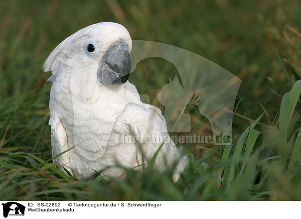 Weihaubenkakadu / cockatoo / SS-02892