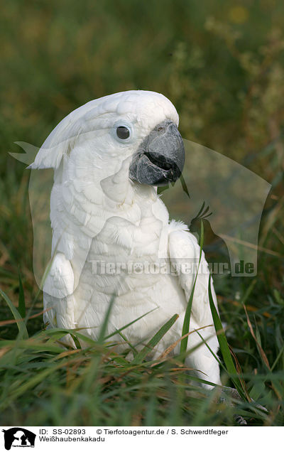 Weihaubenkakadu / cockatoo / SS-02893