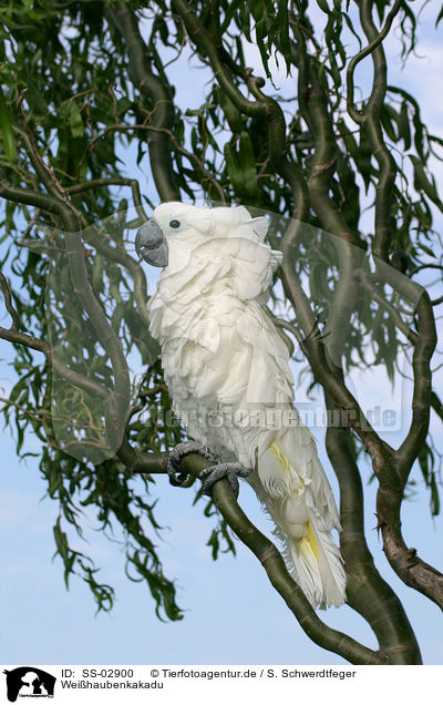 Weihaubenkakadu / cockatoo / SS-02900