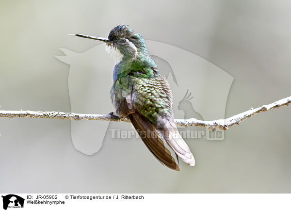 Weikehlnymphe / white-throated mountain gem / JR-05902