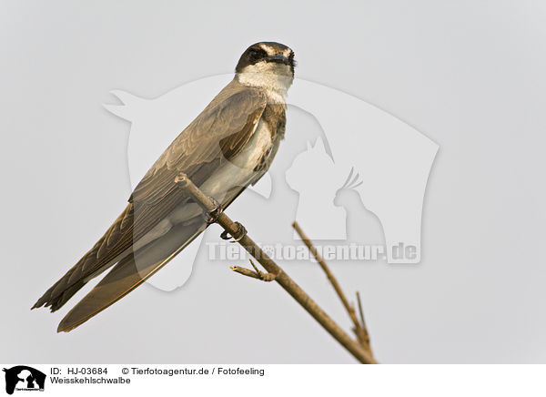 Weisskehlschwalbe / white-throated swallow / HJ-03684