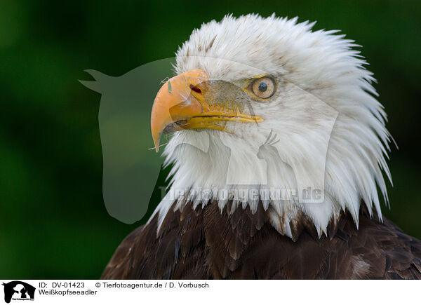 Weikopfseeadler / American Bald Eagle / DV-01423