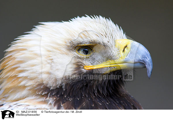 Weikopfseeadler / american eagle / MAZ-01856