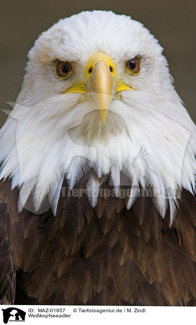 Weikopfseeadler / american eagle / MAZ-01857