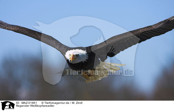 fliegender Weikopfseeadler / flying american eagle / MAZ-01861