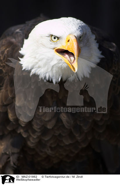 Weikopfseeadler / american eagle / MAZ-01862