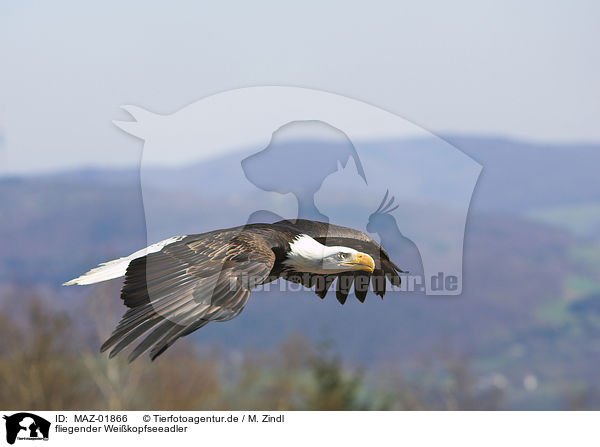 fliegender Weikopfseeadler / MAZ-01866