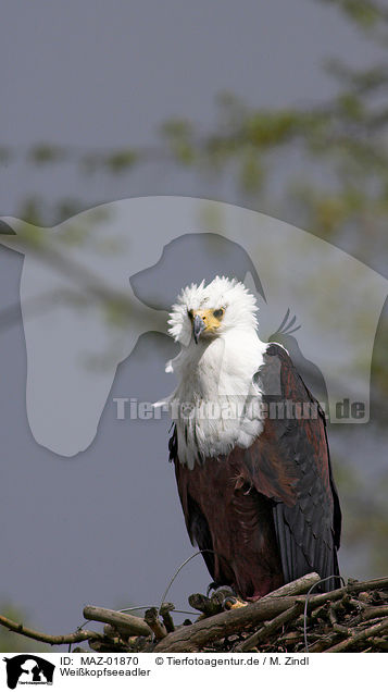 Weikopfseeadler / american eagle / MAZ-01870
