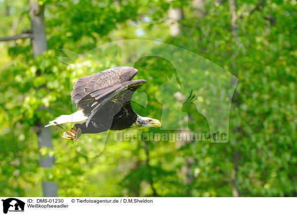 Weikopfseeadler / American eagle / DMS-01230
