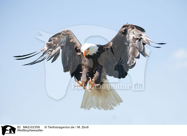 Weikopfseeadler / MAZ-02358