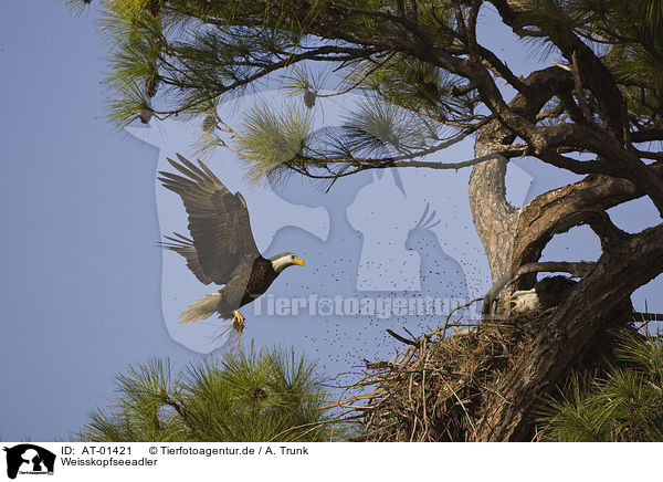 Weisskopfseeadler / Bald Eagles / AT-01421