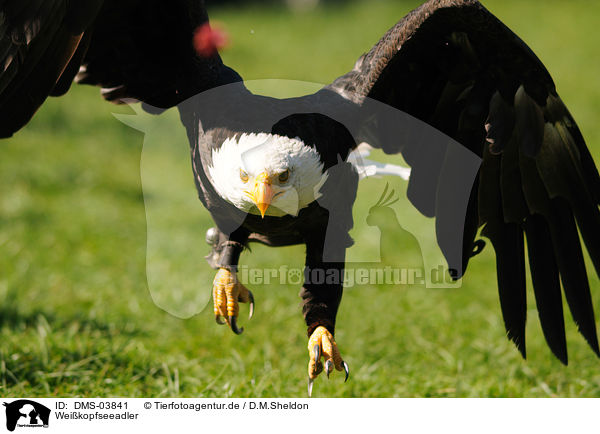 Weikopfseeadler / American bald eagle / DMS-03841